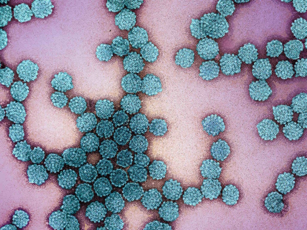 hpv virus